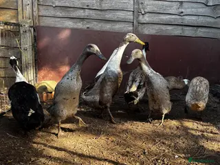 Ducks poultry Runner Ducks - Advert 1