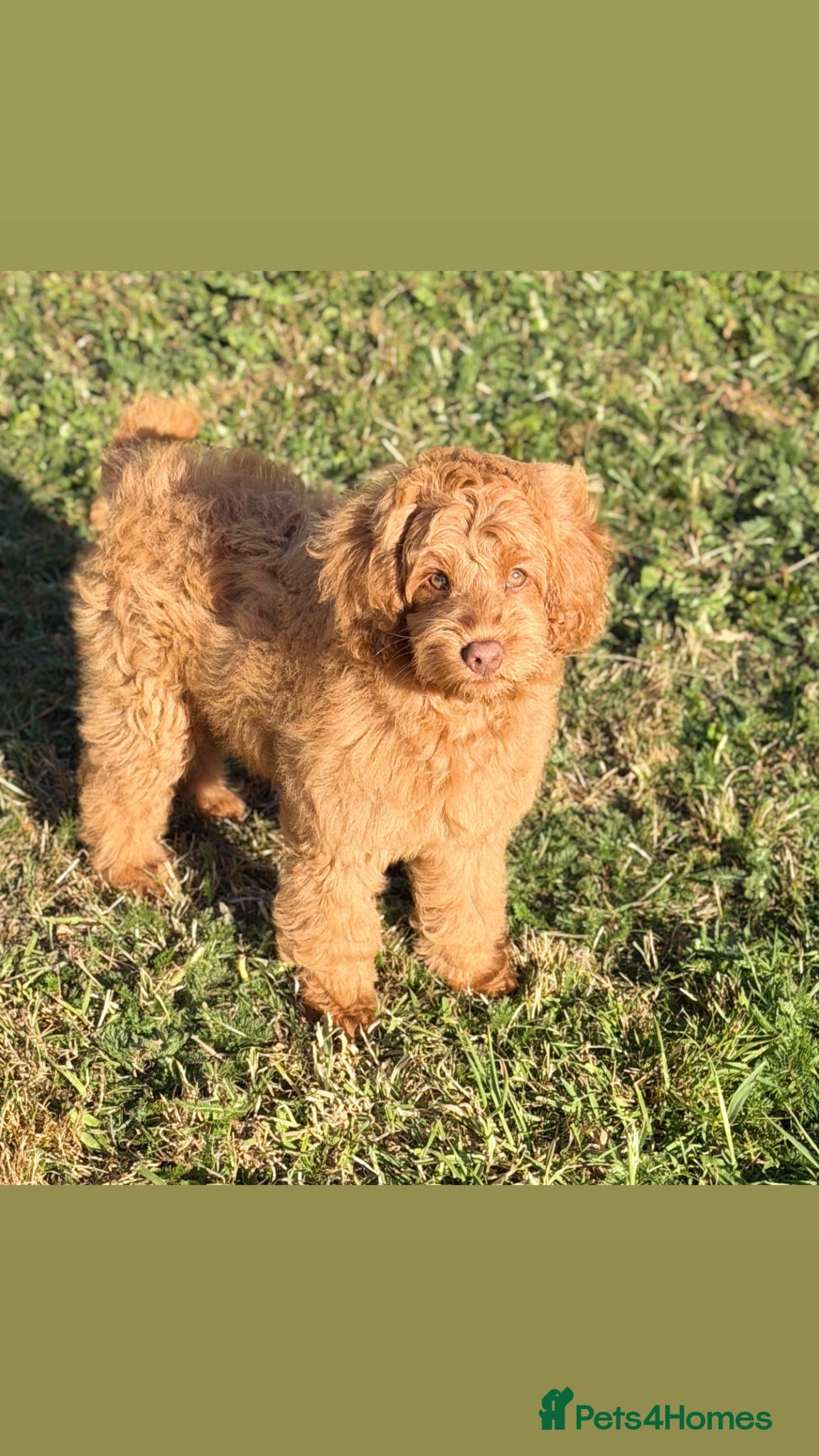 Australian Labradoodle dogs Genuine Australlian Labradoodles ( WALA reg)  - Advert 2