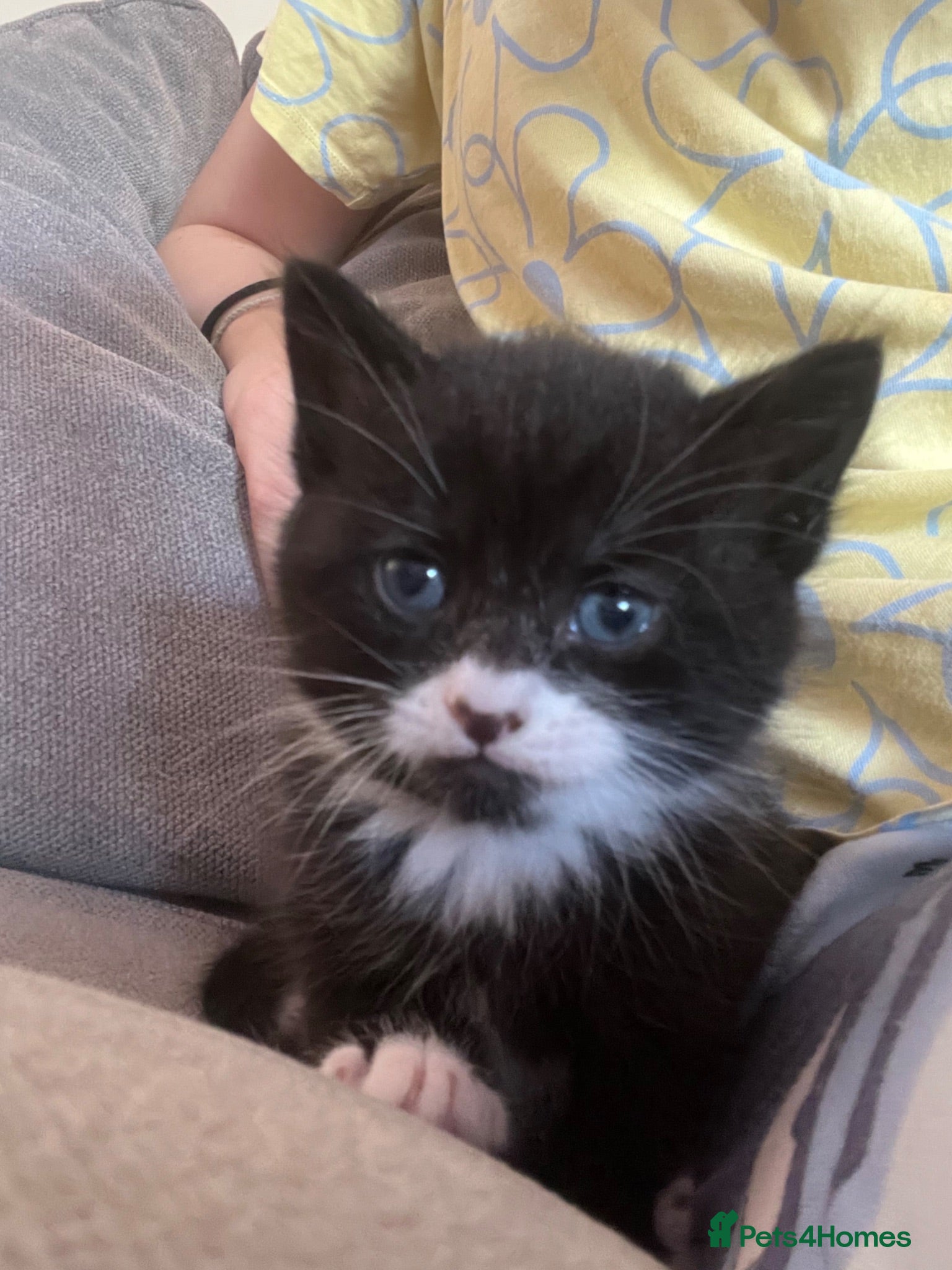 Mixed Breed cats Black and white male kitten - Advert 2