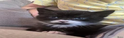 Mixed Breed cats for sale: Black and white male kitten - Advert 1