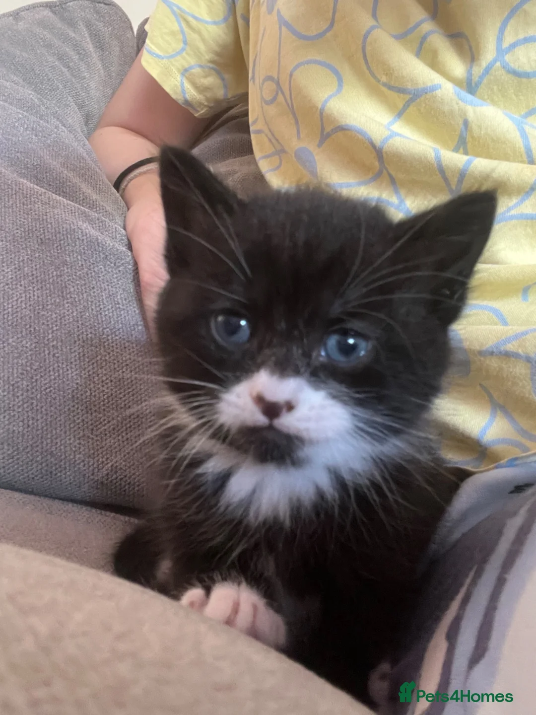 Mixed Breed cats for sale: Black and white male kitten - Advert 1