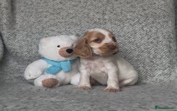 Cocker Spaniel dogs for sale: Ready Now! KC Show Type Cocker Spaniel Pups  - Image 26
