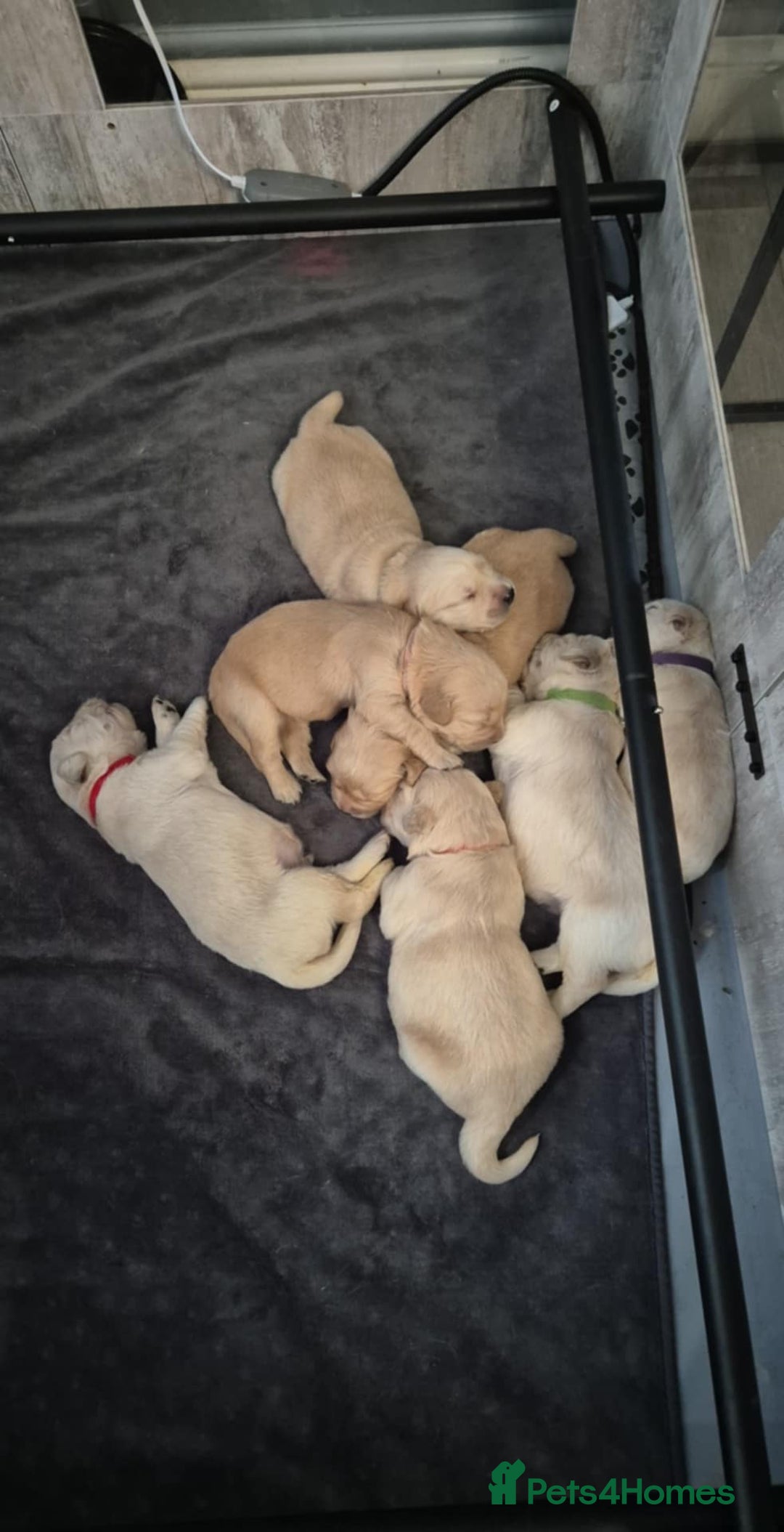 Golden Retriever dogs for sale: 7 Gorgeous golden retrievers puppies - Image 11