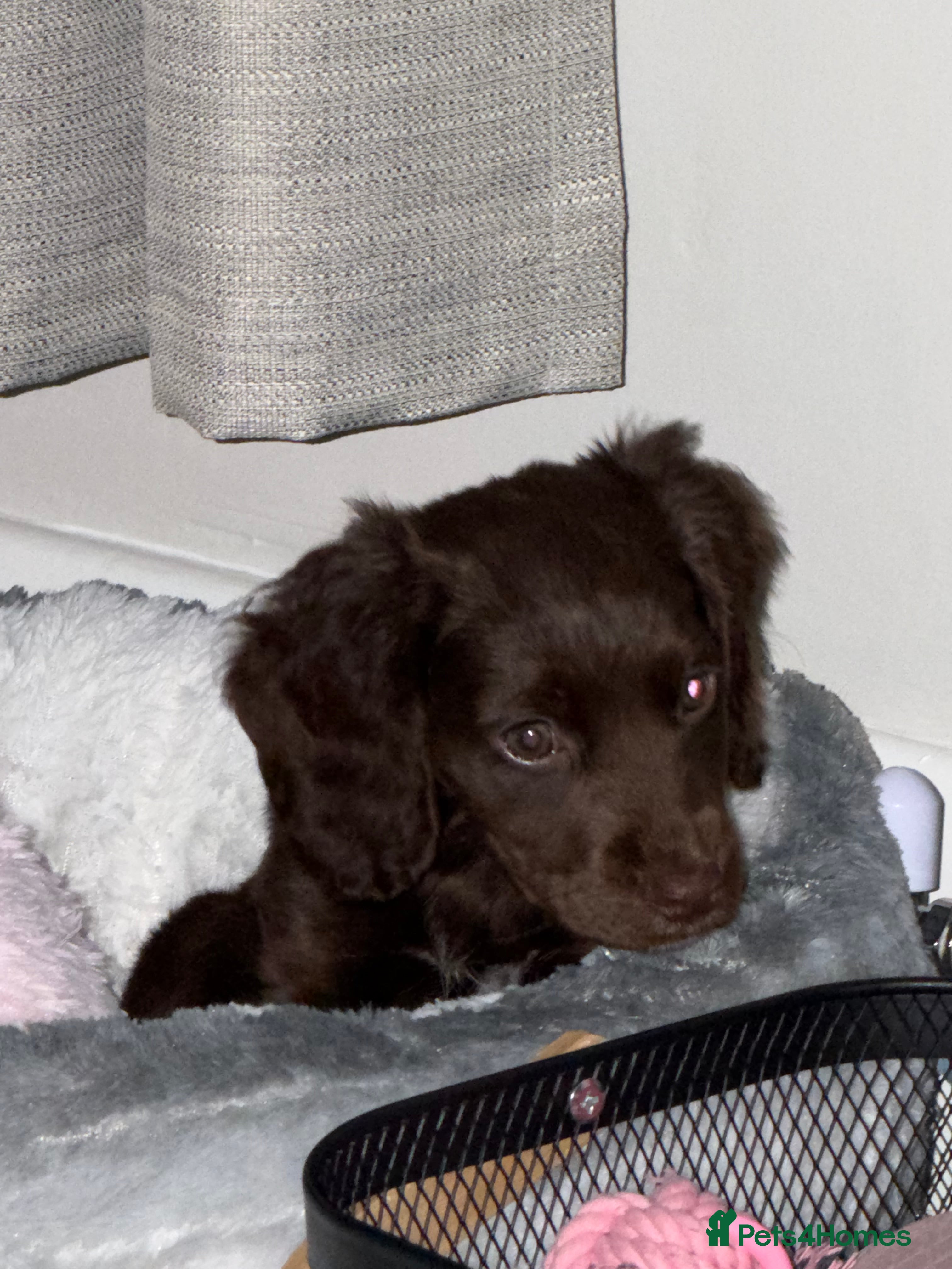 Cocker Spaniel dogs Cocker spaneil - Advert 1