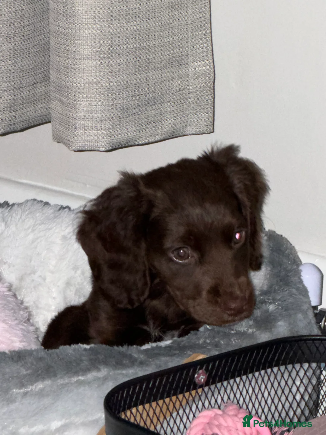 Cocker Spaniel dogs for sale: Cocker spaneil - Advert 1