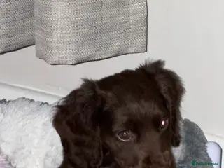 Cocker Spaniel dogs Cocker spaneil - Advert 3