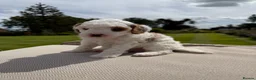 Australian Labradoodle dogs for sale: Miniature Australian Labradoodle Puppies  - Advert 23