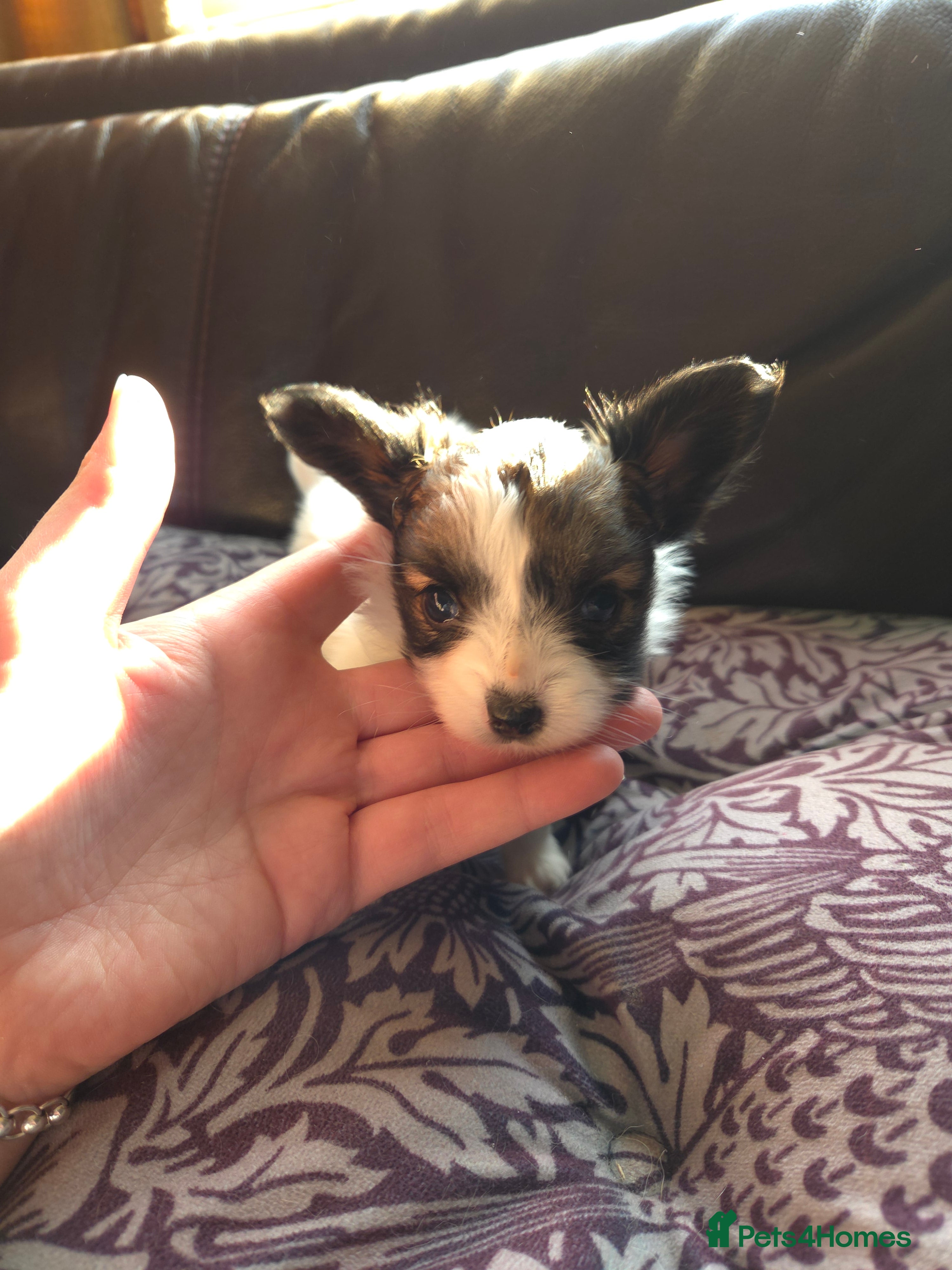 Papillon dogs KC Registered Papillon Puppies (Ready Soon!) - Advert 2