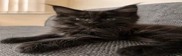 Maine Coon cats for sale: Maine coon kitten - Advert 2
