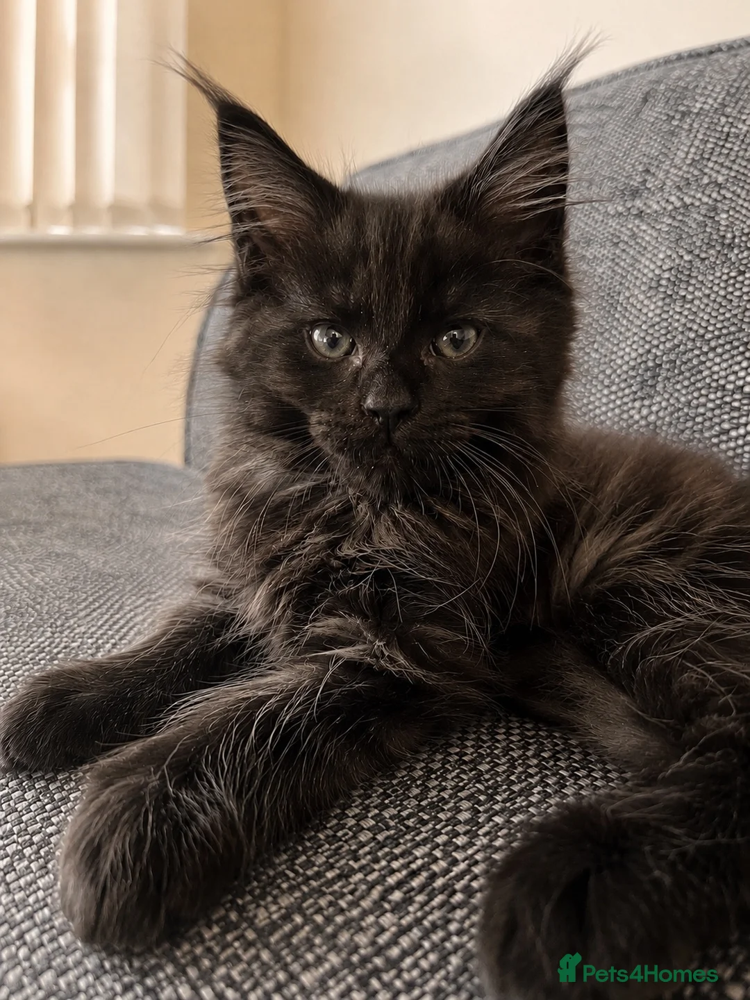 Maine Coon cats for sale: Maine coon kitten - Advert 2