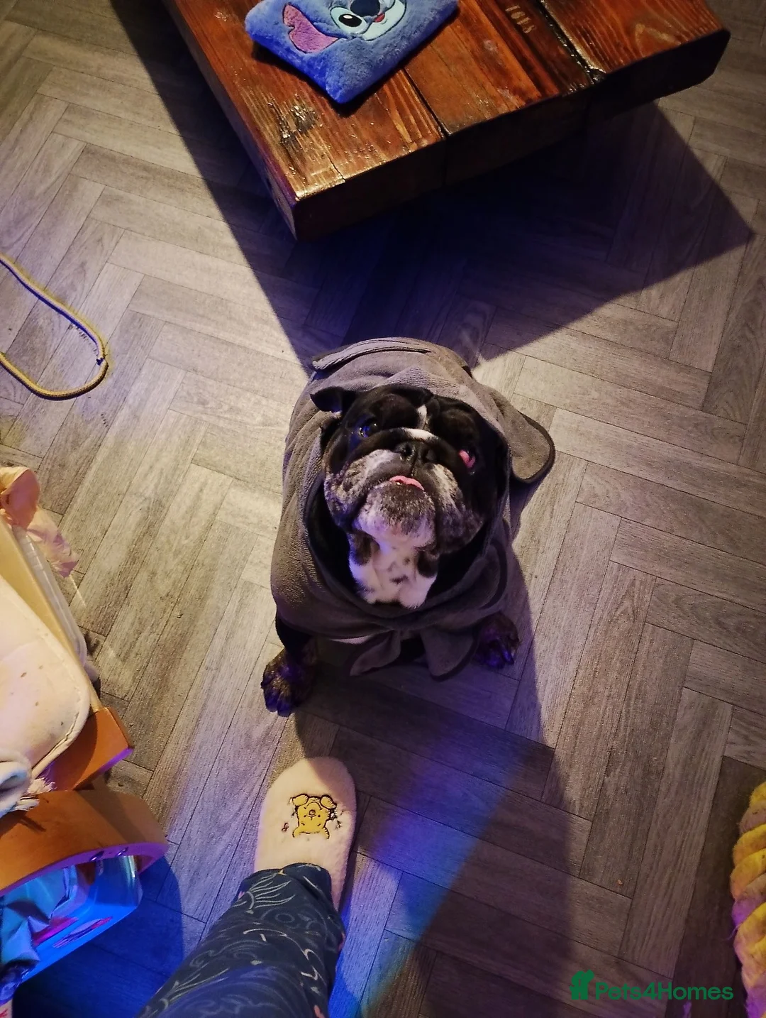English Bulldog dogs for sale: Need new home asap in Manchester - Advert 5