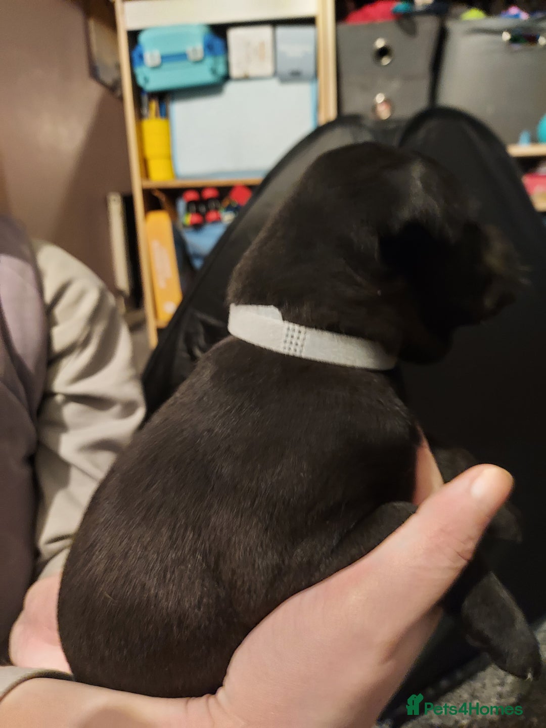 Mixed Breed dogs for sale: Mixed labrador  - Advert 13