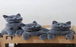 British Shorthair cats for sale: Amazing British shorthair blue kittens in Ware - Image 1