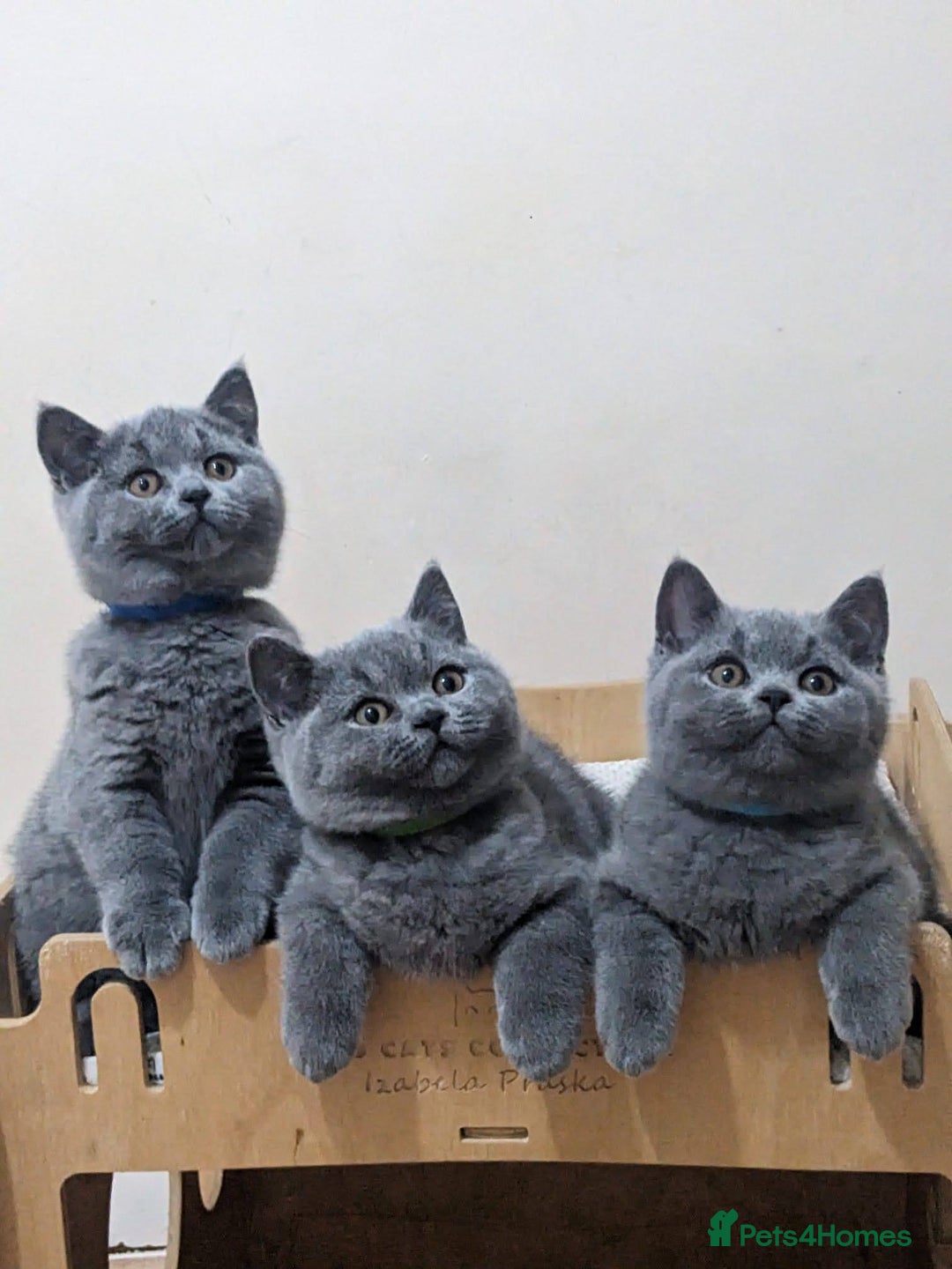British Shorthair cats for sale: Amazing British shorthair blue kittens in Ware - Image 1