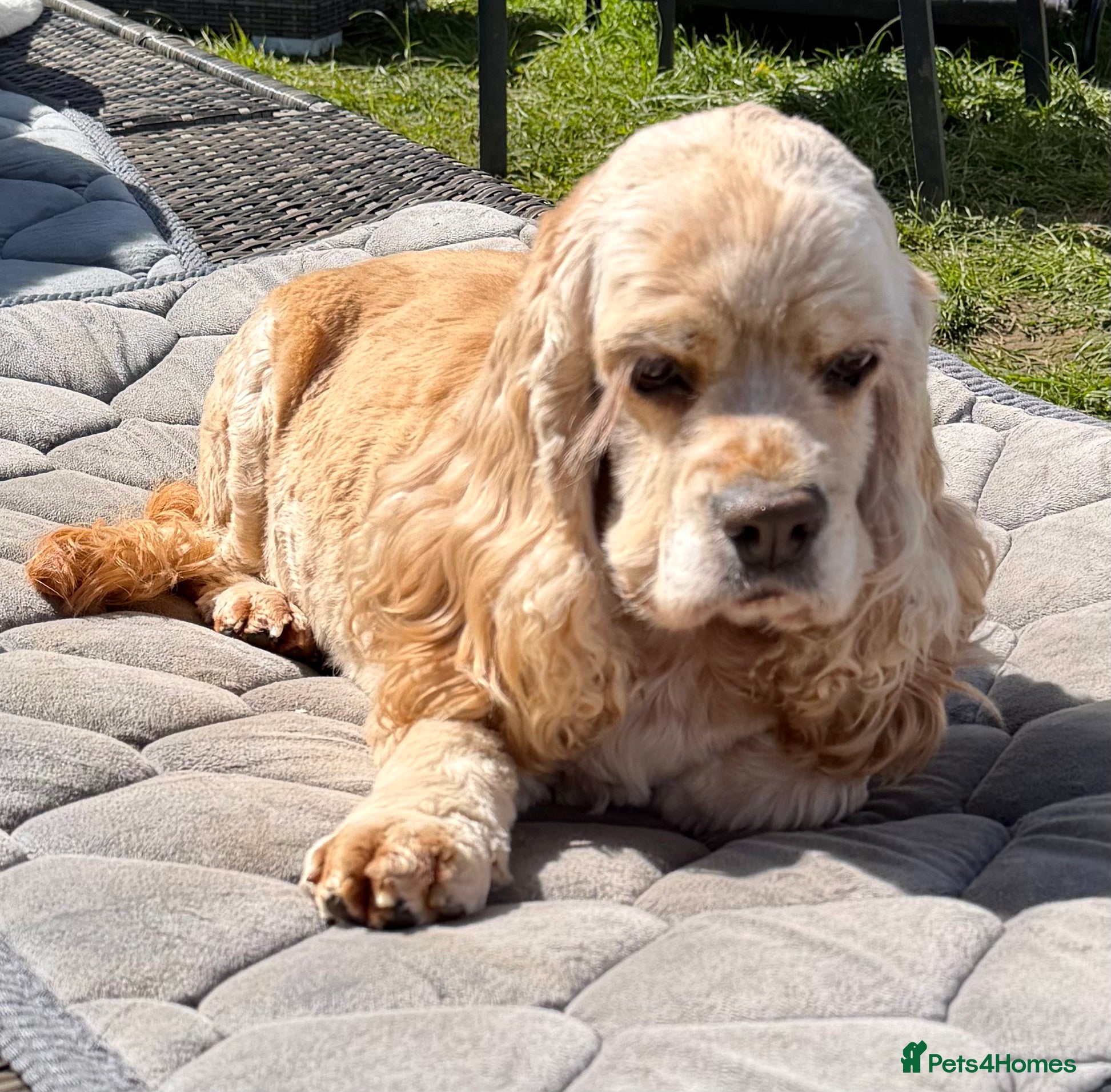 American Cocker Spaniel dogs 🐾 AMBER – Cocker Spaniel  - Advert 14