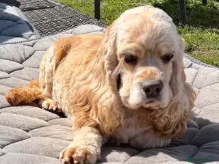 American Cocker Spaniel dogs 🐾 AMBER – Cocker Spaniel - Advert 14