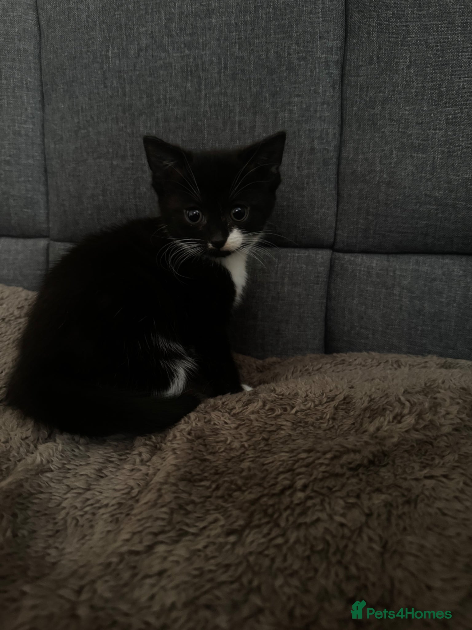 Mixed Breed cats Kitten for sale  - Advert 1