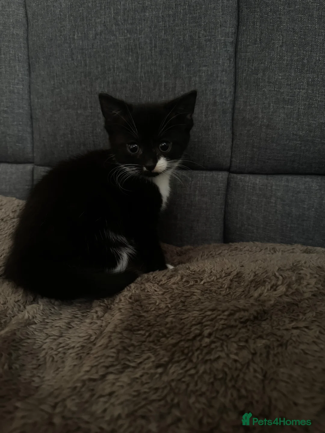 Mixed Breed cats for sale: Kitten for sale  - Advert 1