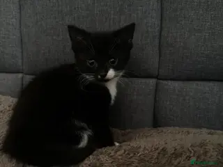 Mixed Breed cats Kitten for sale - Advert 6