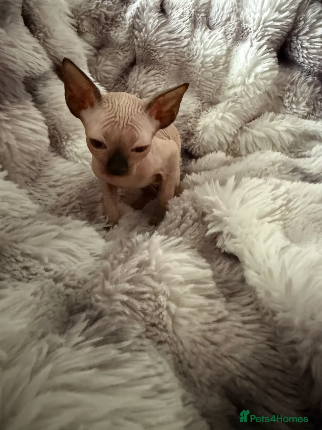 Sphynx cats for sale: Sphynx canadian kittens ready to leave now  - Advert 17