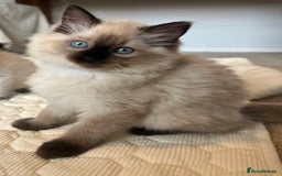 Ragdoll cats for sale: Adorable Blue Point Ragdoll Kittens - Image 10