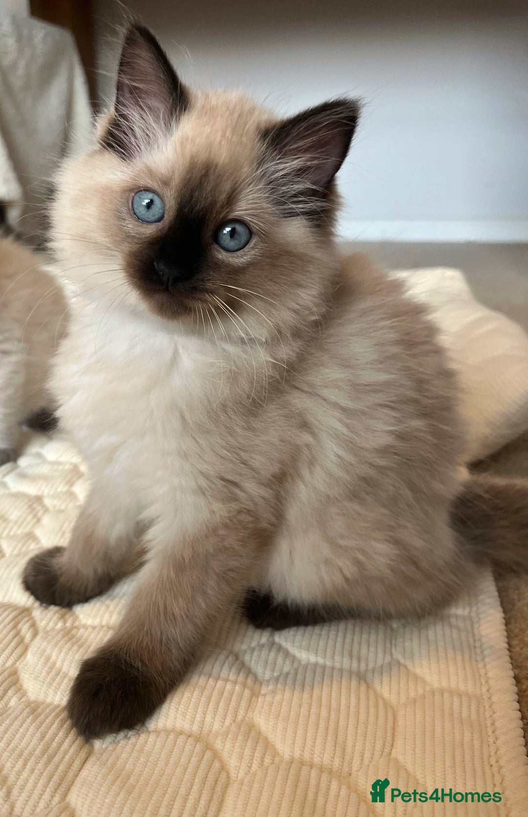 Ragdoll cats for sale: Adorable Blue Point Ragdoll Kittens - Image 10