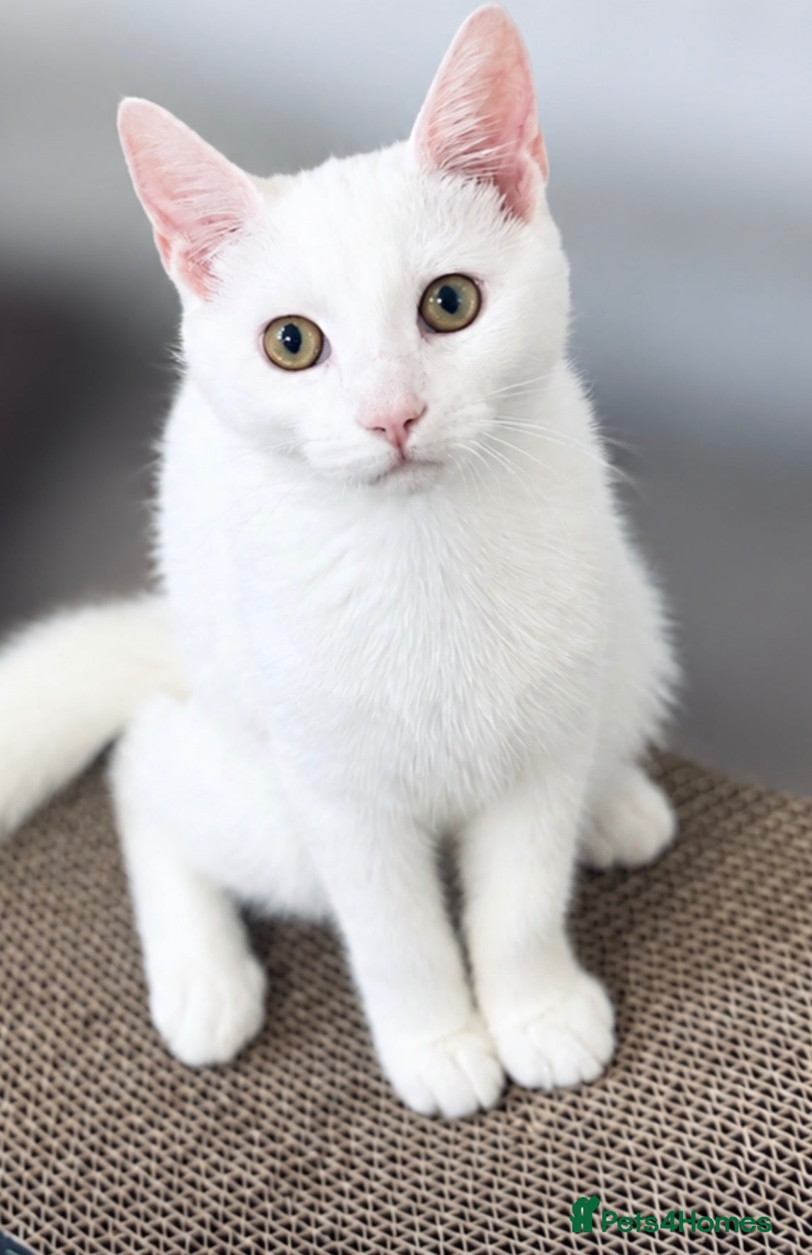 Mixed Breed cats Neutered 6 month old pure white kitten 🤍 - Advert 1