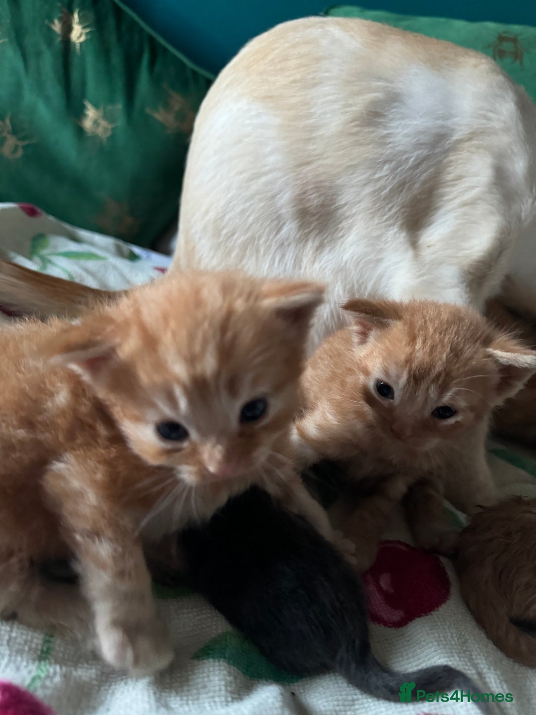 British Shorthair cats for sale: Gorgeous British Shorthair Babies full Flea & Worm - Image 10