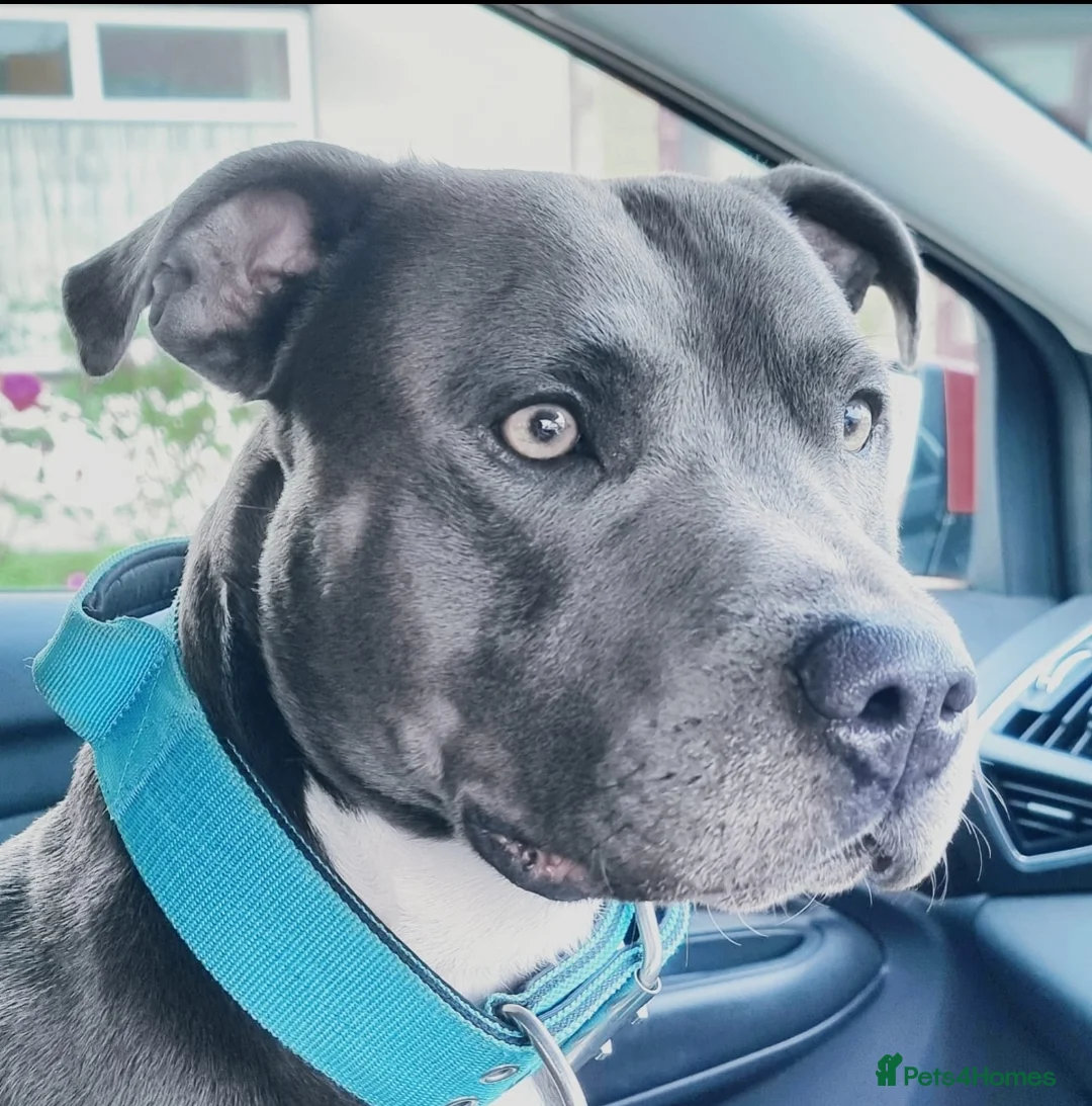 Staffordshire Bull Terrier dogs for stud: 💙 50+ LITTERS PROVEN. BLUE STUD 💙 in Erith - Advert 21