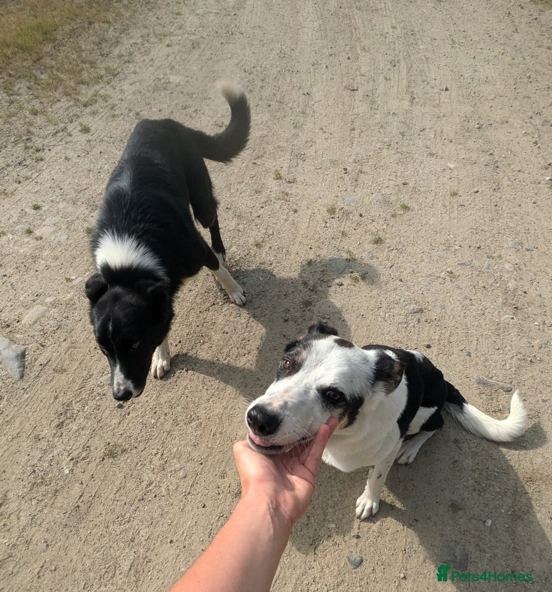 Border Collie dogs for sale: Border Collie Puppies - Image 12