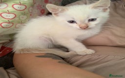 Mixed Breed cats for sale: Kitten - Image 4