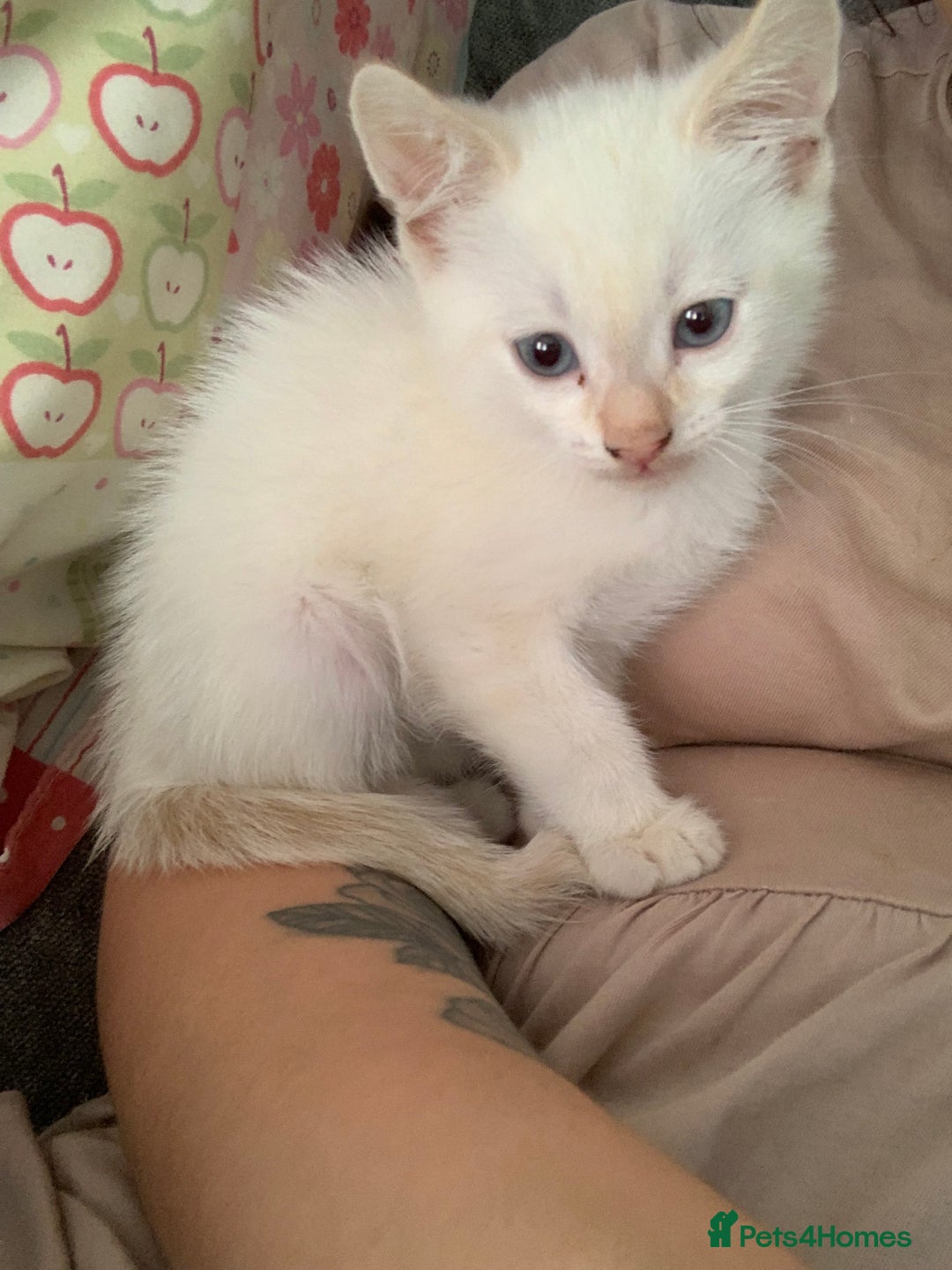 Mixed Breed cats for sale: Kitten - Image 4
