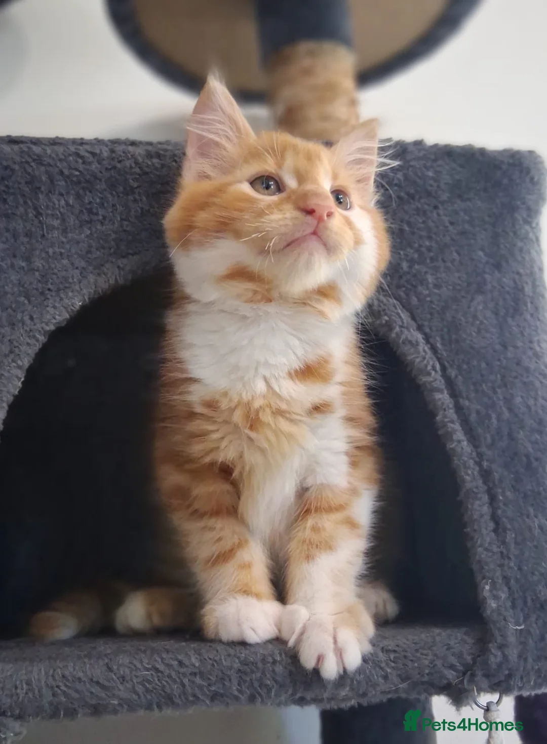 Mixed Breed cats for sale: 2 Fluffy kittens, preferably to be homed together  in Boncath - Advert 2