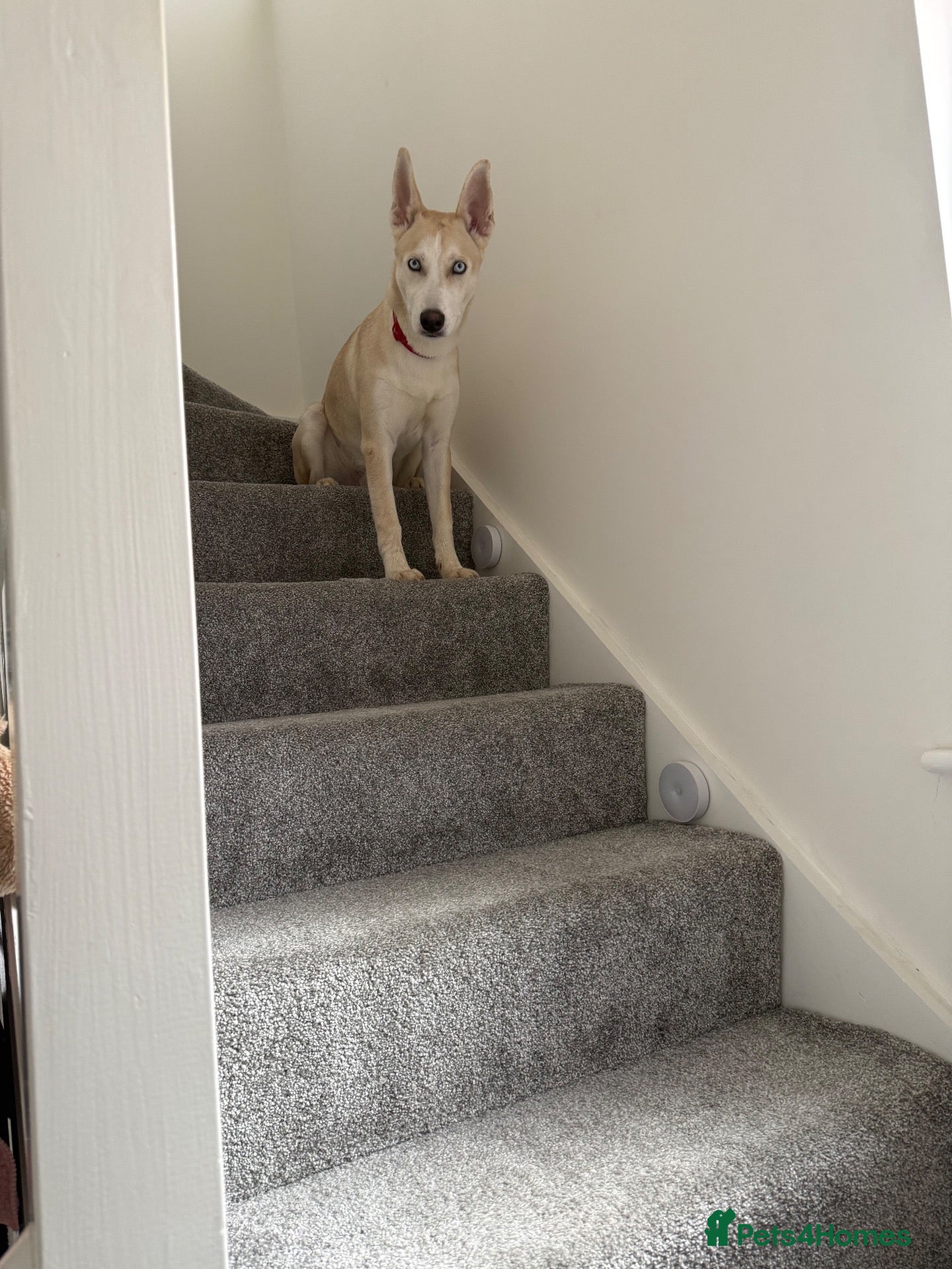 Mixed Breed dogs Rocky  - Advert 9