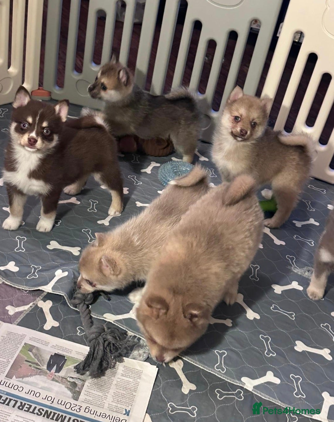 Pomsky dogs for sale: Blue Eyed F4 Toy Pomskies - Advert 29