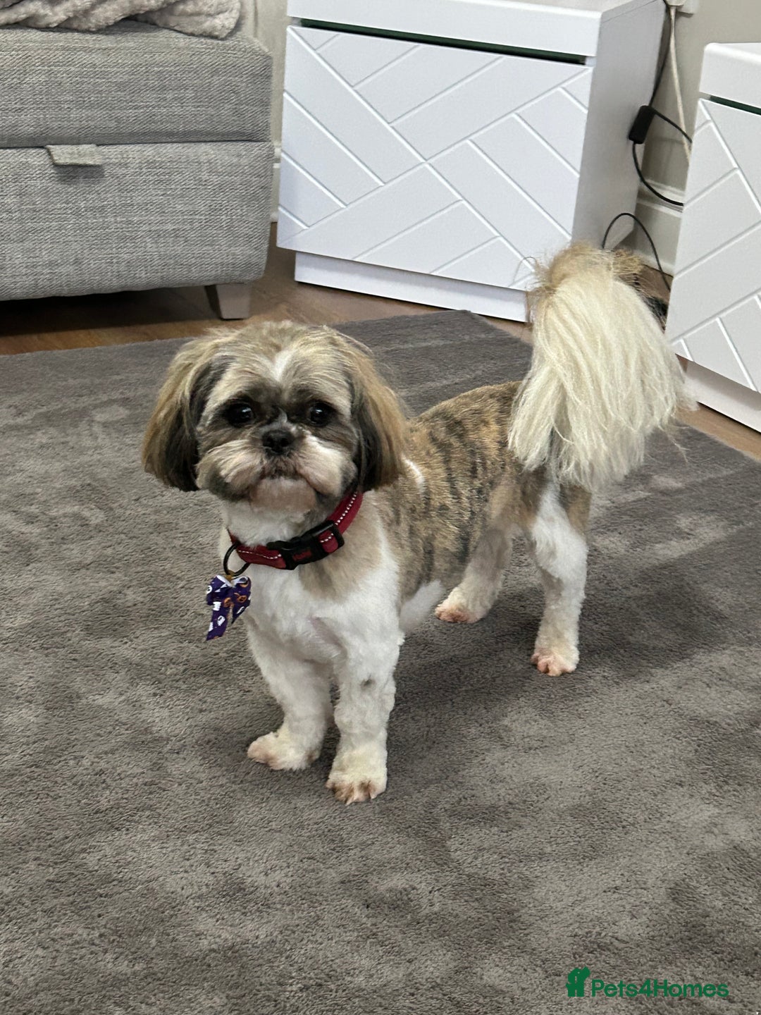 Mixed Breed dogs for sale: Rehomed due to personal circumstances  - Image 2