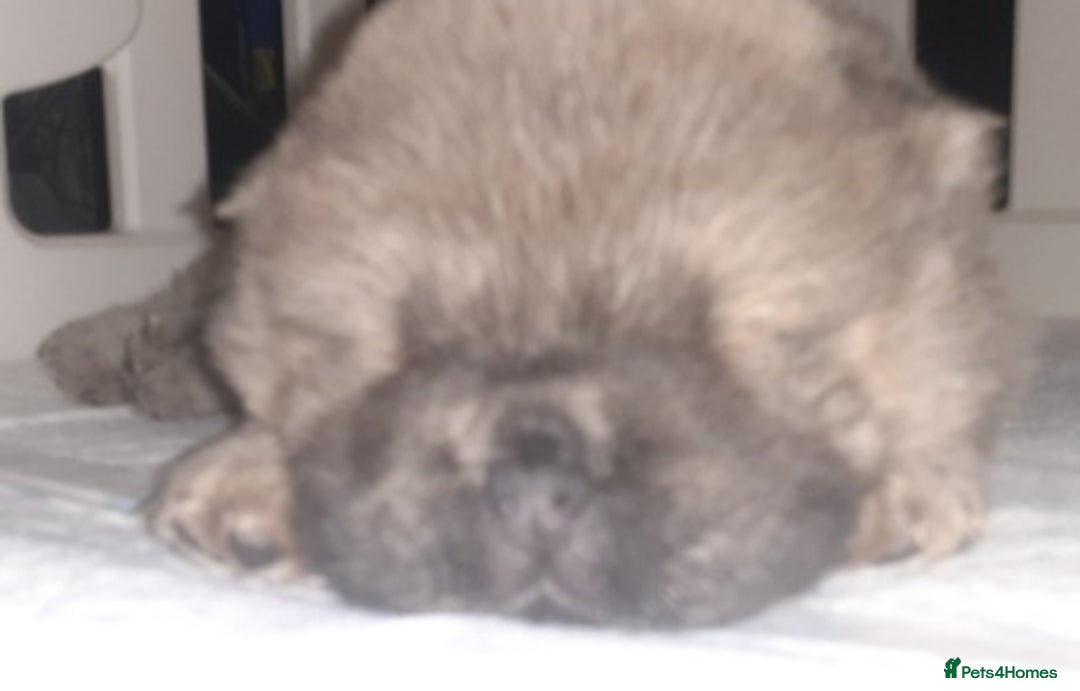 Chow Chow dogs for sale:  KC registered Chow Chow puppies for sale.🤗 - Image 22