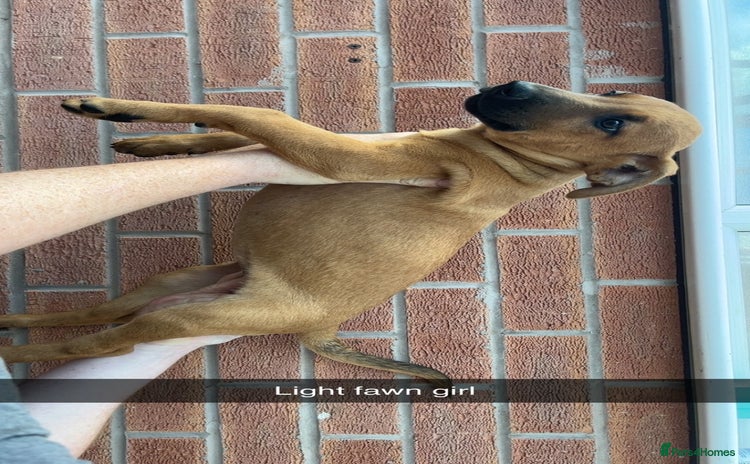 Belgian Shepherd Dog dogs - Advert 3