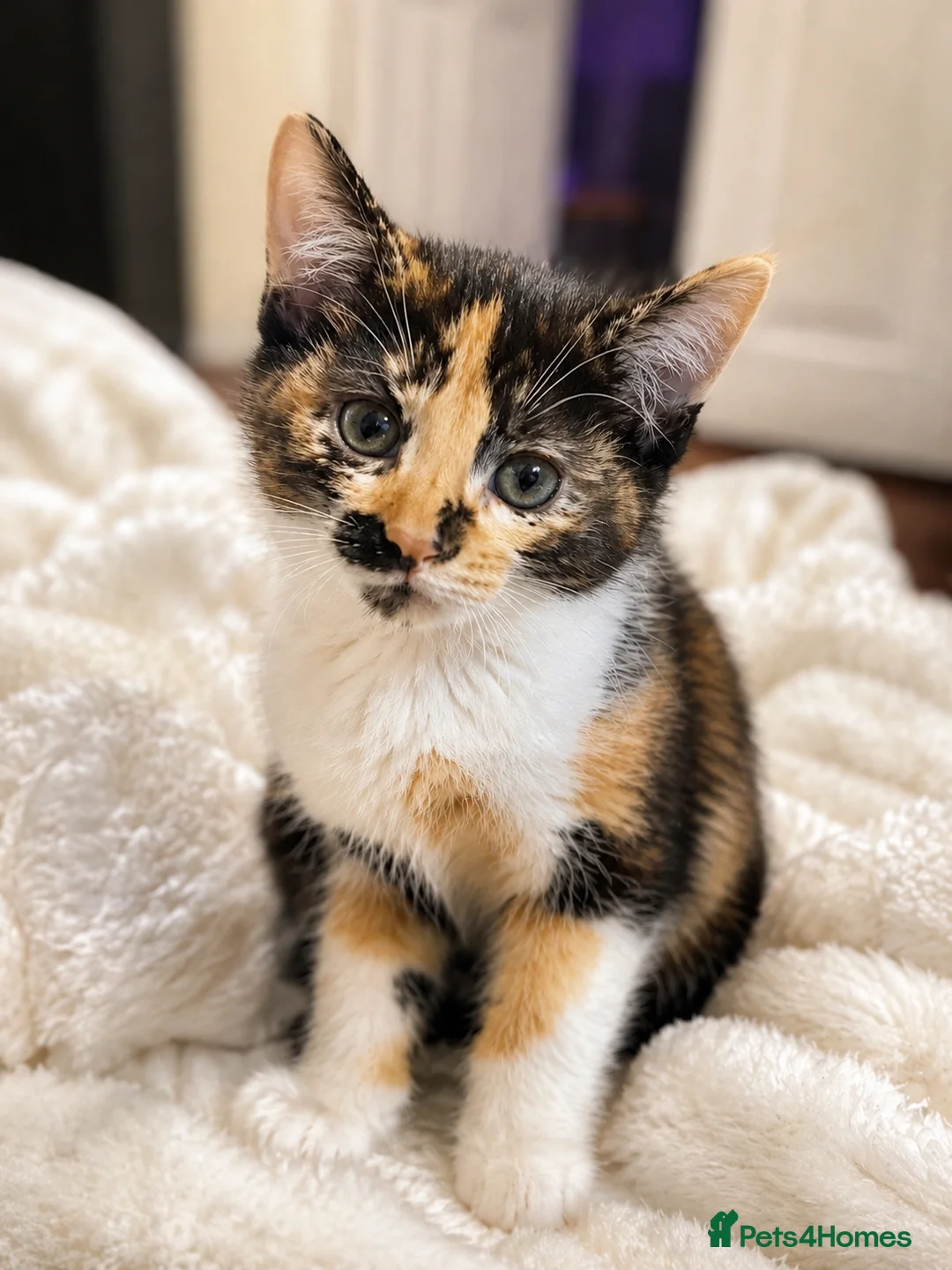 Mixed Breed cats for sale: 🐾 Beautiful  Kitten Looking for a Loving Home  - Advert 9