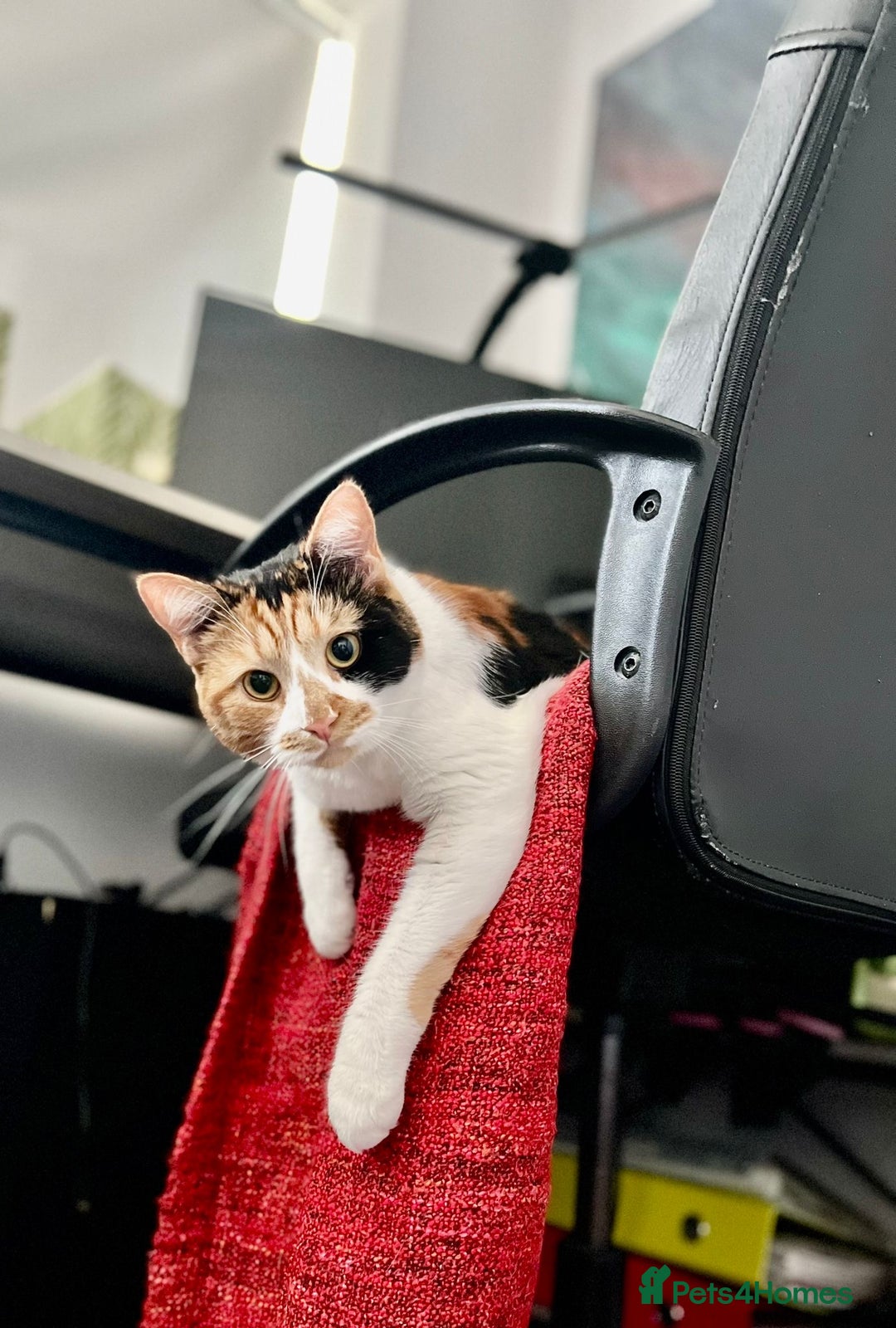 Domestic Shorthair cats for sale: Female cat for rehome  - Advert 2