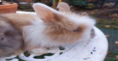 Lionhead rabbits PUREBRED DOUBLE LION HEAD BABIES  - Advert 15