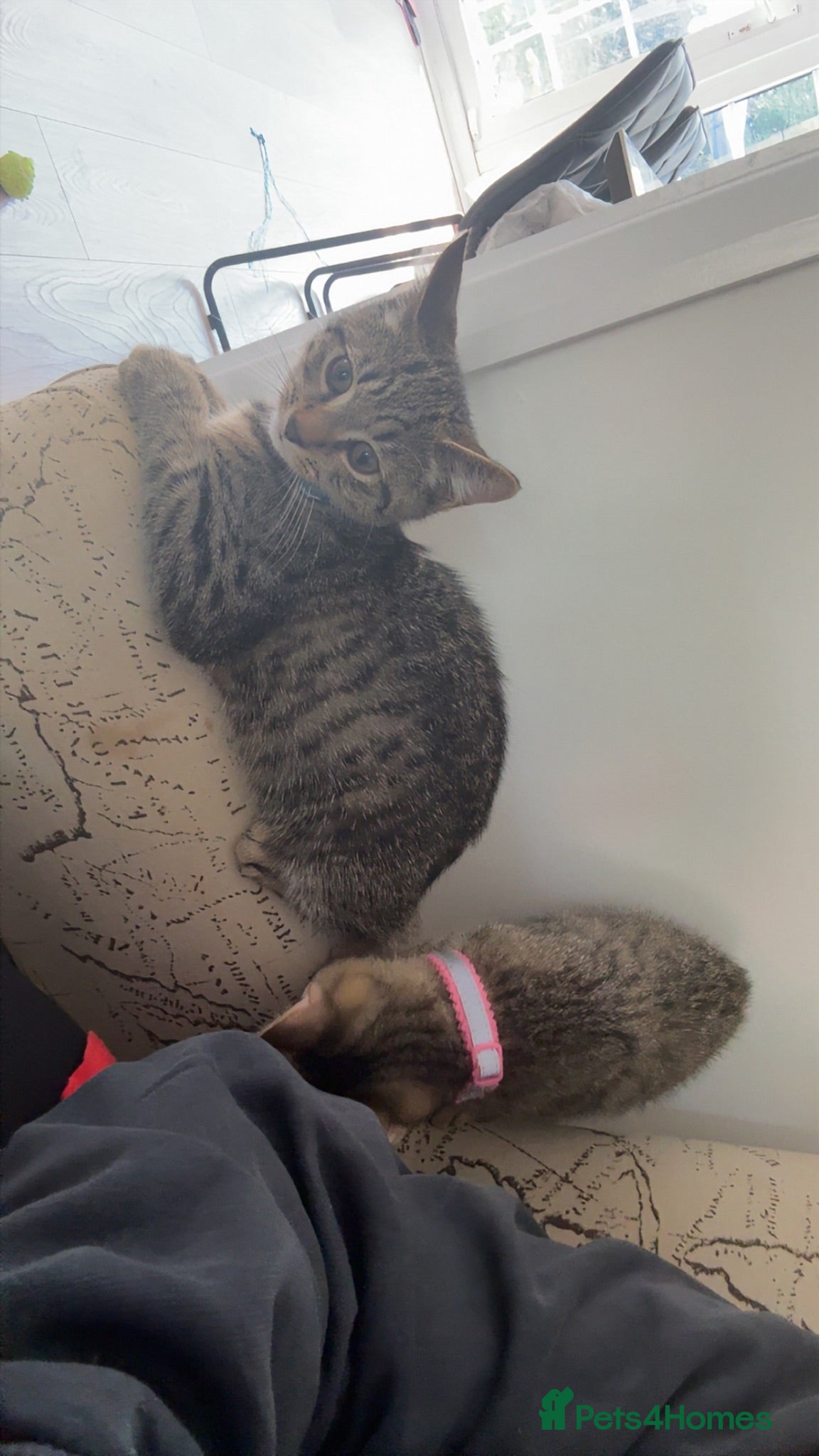Mixed Breed cats 2 kittens for sale  - Advert 1