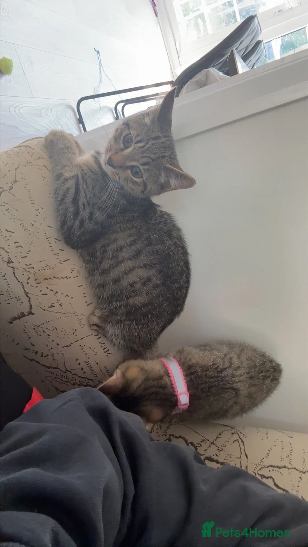 Mixed Breed cats for sale: 2 kittens for sale  - Advert 1