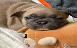French Bulldog dogs for sale: 🌟 Adorable French Bulldog Puppies - Image 6