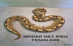 Python Snake reptiles for sale: Royal pythons - Image 5