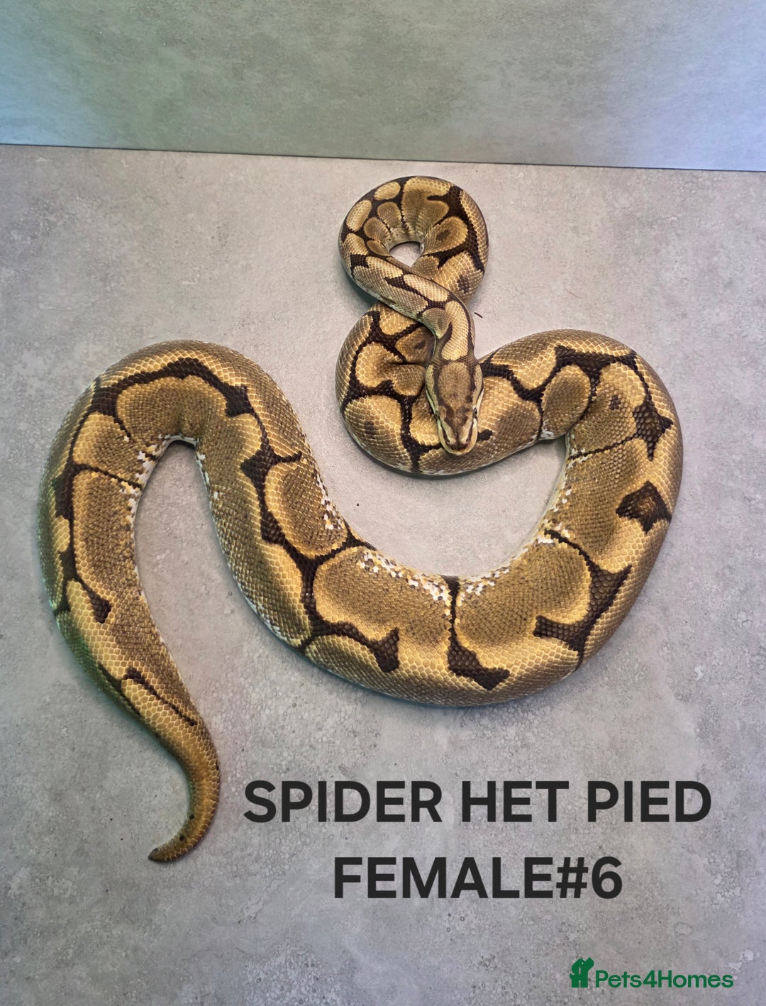Python Snake reptiles for sale: Royal pythons - Image 5