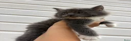 Mixed Breed cats for sale: Beautiful kittens - Advert 2