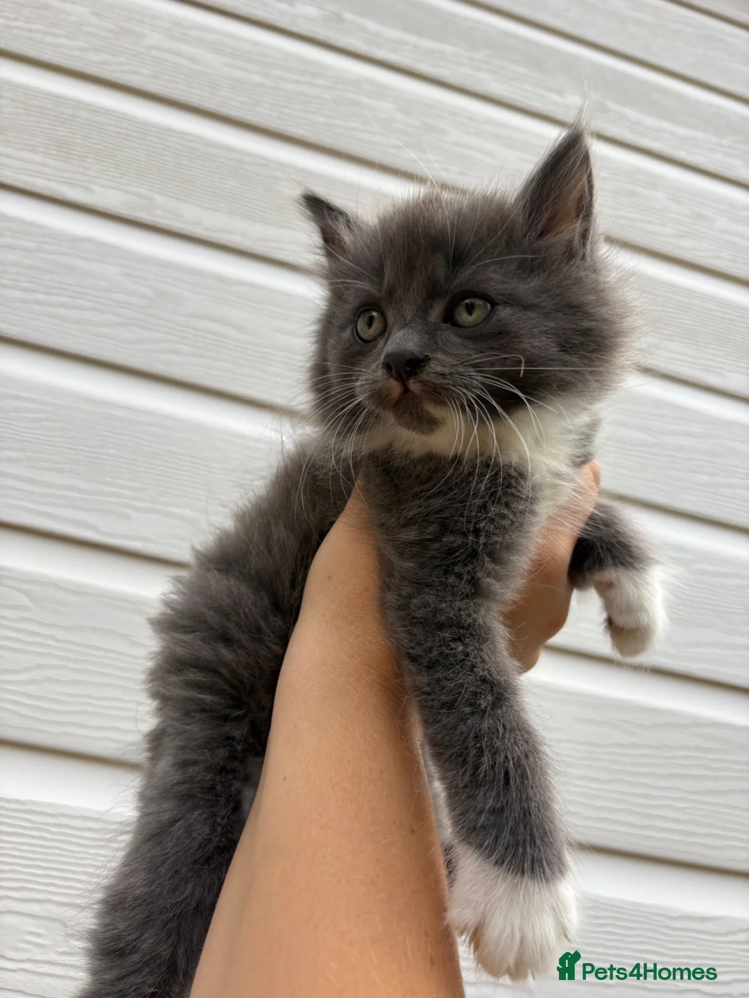 Mixed Breed cats for sale: Beautiful kittens - Advert 2