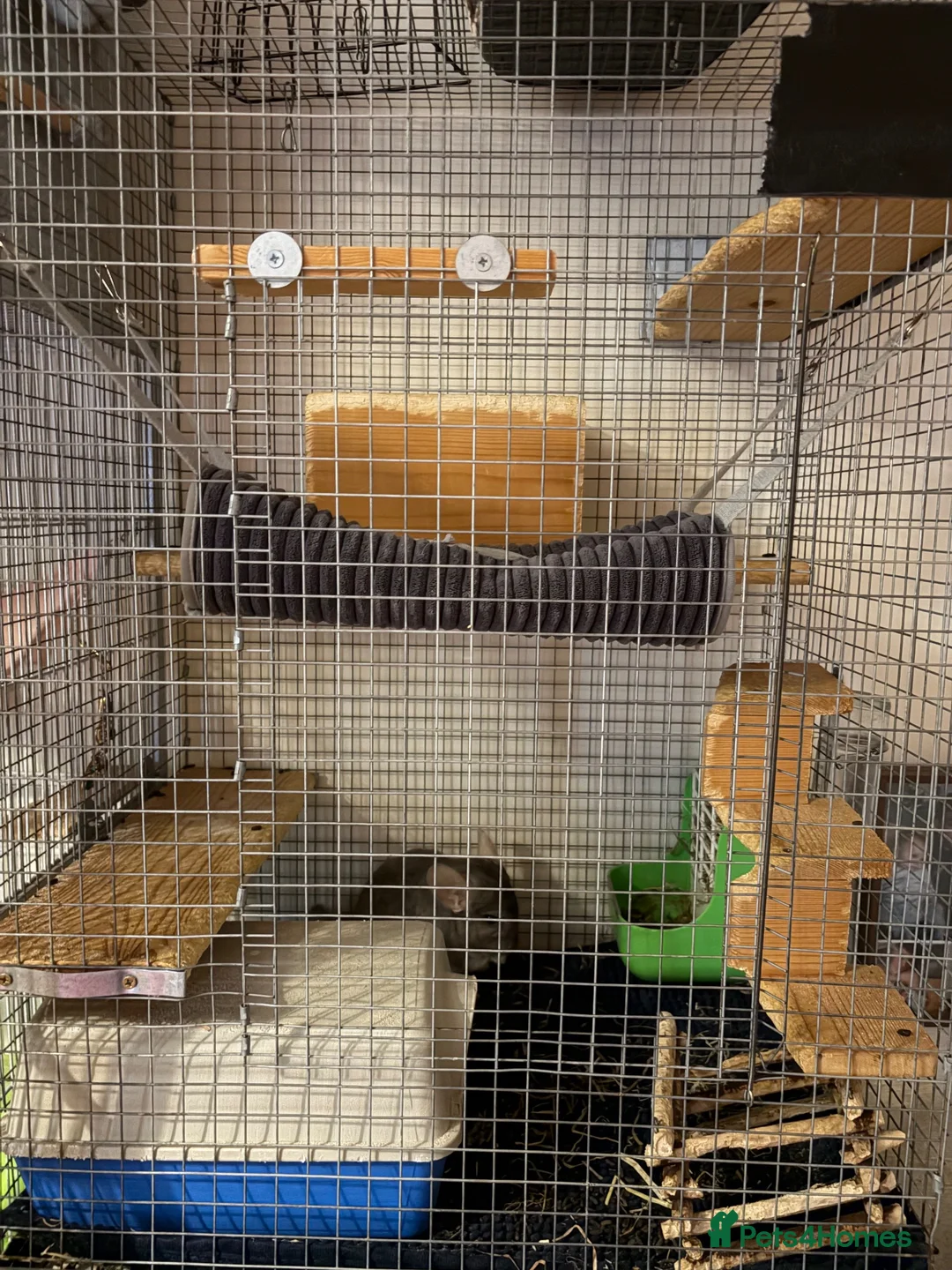 Chinchilla rodents for sale: Friendly 5-Year-Old Chinchilla with Cage – £160 🐭 - Advert 10