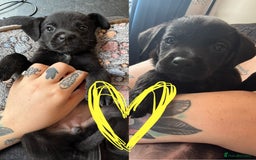 Mixed Breed dogs for sale: Last little girl! Reduced! - Image 9